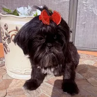 Piper, a female Shih Tzu for sale in Glendale, AZ – 7 of 10
