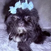 Piper, a female Shih Tzu for sale in Glendale, AZ – Photo 3 of 6