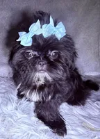 Piper, a female Shih Tzu for sale in Glendale, AZ – Photo 3 of 6