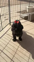 Piper, a female Shih Tzu for sale in Glendale, AZ – 3 of 10