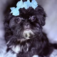 Piper, a female Shih Tzu for sale in Glendale, AZ – Photo 6 of 6