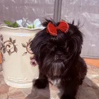 Piper, a female Shih Tzu for sale in Glendale, AZ – 4 of 10