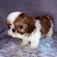 Roman, a male Shih Tzu for sale in Glendale, AZ – Photo 4 of 8