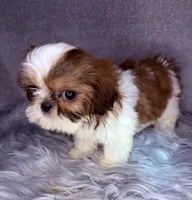 Roman, a male Shih Tzu for sale in Glendale, AZ – Photo 4 of 8