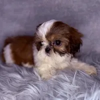 Roman, a male Shih Tzu for sale in Glendale, AZ – Photo 6 of 8