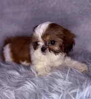 Roman, a male Shih Tzu for sale in Glendale, AZ – Photo 6 of 8