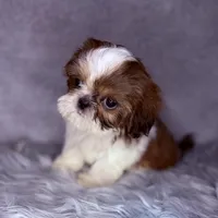 Roman, a male Shih Tzu for sale in Glendale, AZ – Photo 2 of 8