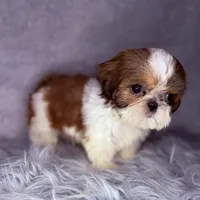 Roman, a male Shih Tzu for sale in Glendale, AZ – Photo 5 of 8