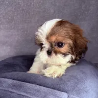 Roman, a male Shih Tzu for sale in Glendale, AZ – Photo 8 of 8