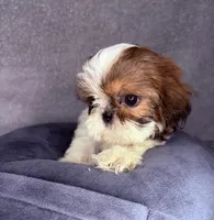 Roman, a male Shih Tzu for sale in Glendale, AZ – Photo 8 of 8