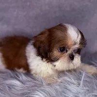 Roman, a male Shih Tzu for sale in Glendale, AZ – Photo 3 of 8