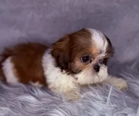 Roman, a male Shih Tzu for sale in Glendale, AZ – Photo 3 of 8