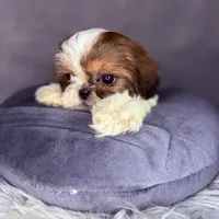 Roman, a male Shih Tzu for sale in Glendale, AZ – Photo 7 of 8