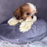 Roman, a male Shih Tzu for sale in Glendale, AZ – Photo 1 of 8