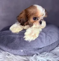 Roman, a male Shih Tzu for sale in Glendale, AZ – Photo 1 of 8