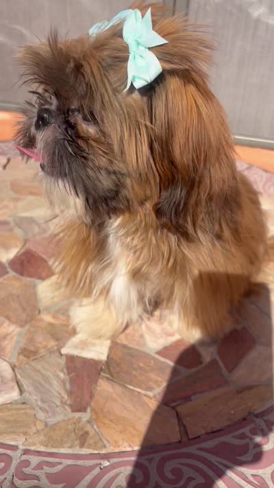 C-C, a female Shih Tzu for sale in Glendale, AZ – 7 of 7