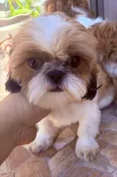 Rowin, a male Shih Tzu for sale in Glendale, AZ – 8 of 10