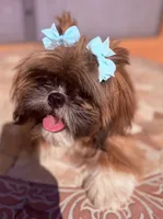 C-C, a female Shih Tzu for sale in Glendale, AZ – 6 of 7