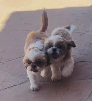 Rowin, a male Shih Tzu for sale in Glendale, AZ – 3 of 10