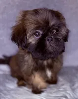 Lukas, a male Shih Tzu for sale in Glendale, AZ – Photo 2 of 5