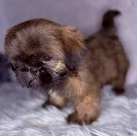 Lukas, a male Shih Tzu for sale in Glendale, AZ – Photo 5 of 5