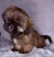 Lukas, a male Shih Tzu for sale in Glendale, AZ – Photo 4 of 5