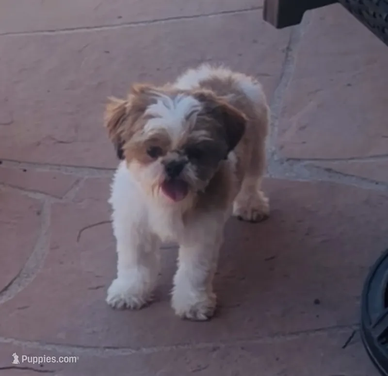 Rowin – Shih Tzu puppy for sale in Glendale, AZ