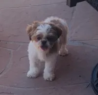 Rowin, a male Shih Tzu for sale in Glendale, AZ – 1 of 10