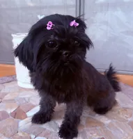 Moxie , a female Shih Tzu for sale in Glendale, AZ – 4 of 4