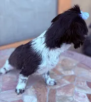 Euphoria , a female Shih Tzu for sale in Glendale, AZ – 4 of 10