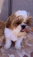 Rowin, a male Shih Tzu for sale in Glendale, AZ – 7 of 10