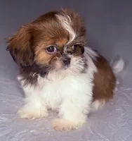 Kevin, a male Shih Tzu for sale in Glendale, AZ – 1 of 5