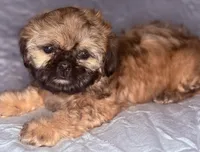 Rusty, a male Shih Tzu for sale in Glendale, AZ – 2 of 3