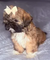 Karen, a male Shih Tzu for sale in Glendale, AZ – 2 of 5