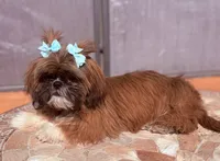 C-C, a female Shih Tzu for sale in Glendale, AZ – 2 of 7