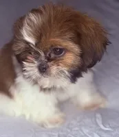 Kevin, a male Shih Tzu for sale in Glendale, AZ – 3 of 5