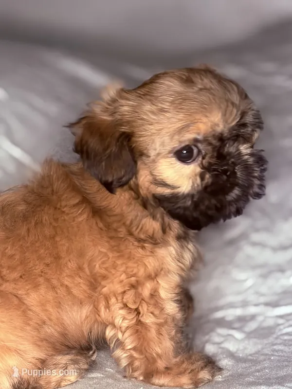 Rusty – Shih Tzu puppy for sale in Glendale, AZ