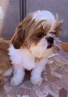 Rowin, a male Shih Tzu for sale in Glendale, AZ – 5 of 10