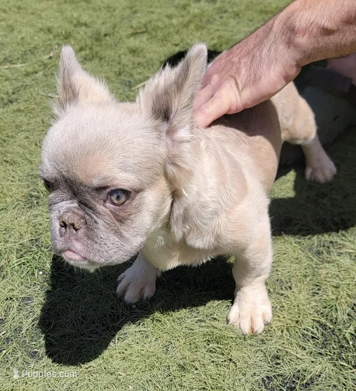 Fluffy Blue Fawn French Bulldog – French Bulldog puppy for sale in San Diego, CA