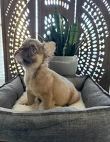 Fluffy Blue Fawn French Bulldog, a male French Bulldog for sale in San Diego, CA – Photo 2 of 2