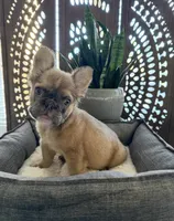 Fluffy Blue Fawn French Bulldog, a male French Bulldog for sale in San Diego, CA – Photo 1 of 2