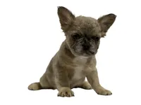 Blue Merle Fluffy French Bulldog, a male French Bulldog for sale in San Diego, CA – Photo 2 of 3