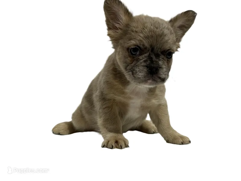 Blue Merle Fluffy French Bulldog – French Bulldog puppy for sale in San Diego, CA