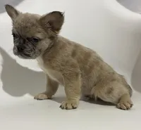 Blue Merle Fluffy French Bulldog, a male French Bulldog for sale in San Diego, CA – Photo 3 of 3