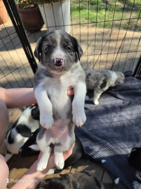 Male #1 – Australian Shepherd, Labrador Retriever puppy for sale in Austin, TX