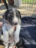 Male #1, a male Australian Shepherd and Labrador Retriever for sale in Austin, TX – Photo 3 of 9
