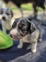 Male #1, a male Australian Shepherd and Labrador Retriever for sale in Austin, TX – Photo 2 of 9