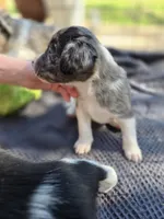 Male #1, a male Australian Shepherd and Labrador Retriever for sale in Austin, TX – Photo 4 of 9