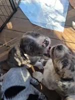 Male #1, a male Australian Shepherd and Labrador Retriever for sale in Austin, TX – Photo 5 of 9