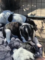 Female #4, a female Australian Shepherd and Labrador Retriever for sale in Austin, TX – Photo 4 of 8